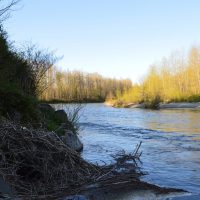 North Fork of the Stillaguamish Uptream From the Bridge