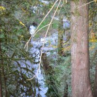 Tributary of the Stilly Runs Into The Hatchery